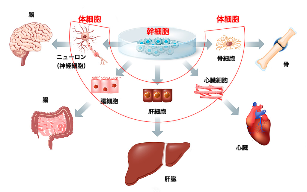 幹細胞の分化の例の画像