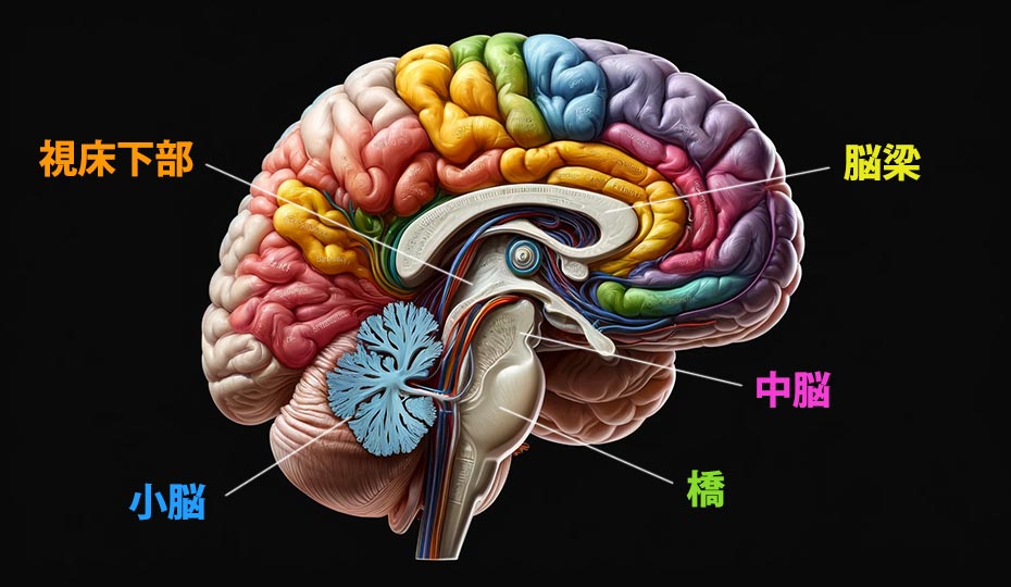 脳とその部位