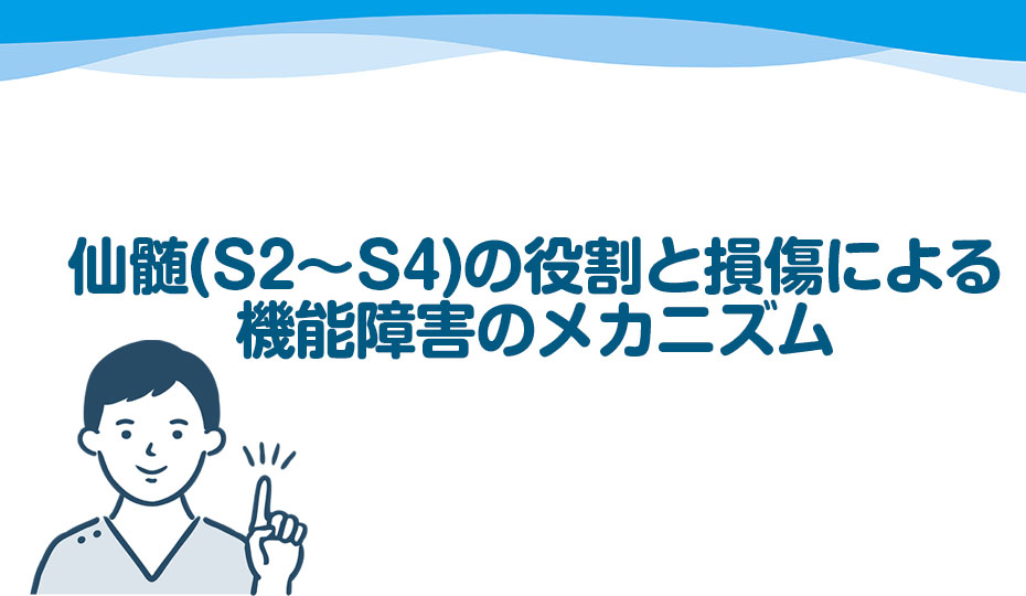 仙髄（S2〜S4）の役割と損傷による機能障害のメカニズム
